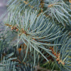 Пихта одноцветная Виолацеа (лат. Abies concolor 'Violacea'), семена