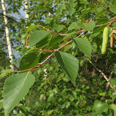 Береза плосколистная или береза широколистная (лат. Betula platyphylla), семена