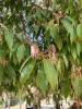 Дуб сизый, или Японский голубой дуб (лат. Quercus glauca), саженцы, 3 шт