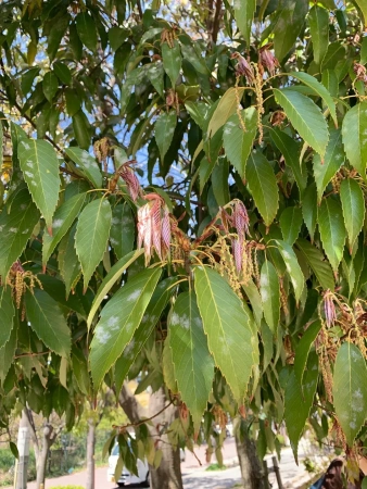 Дуб сизый, или Японский голубой дуб (лат. Quercus glauca), саженцы, 3 шт