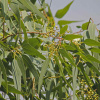 Эвкалипт лимонный (лат. Eucalyptus citriodora), семена 