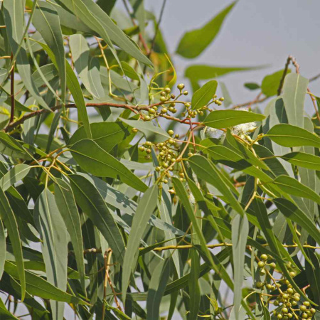 Эвкалипт лимонный (лат. Eucalyptus citriodora), семена 