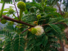 Мимоза белая, или Леуцена светлоголовчатая (лат. Leucaena leucocephala), семена