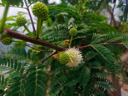 Мимоза белая, или Леуцена светлоголовчатая (лат. Leucaena leucocephala), семена
