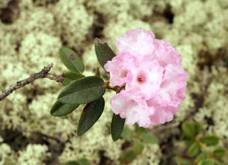 Рододендрон Адамса, или Саган Дали (лат. Rhododendron adamsii), семена 0,02 грамма