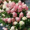 Гортензия метельчатая Бобо (лат. Hydrangea paniculata 'Bobo') С3, саженец