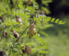 Пузырник древовидный (лат. Colutea arborescens), семена