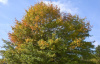Дуб болотный (лат. Quercus palustris), сеянец, 3 шт 