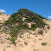 Можжевельник казацкий (лат. Juniperus sabina) шишкоягоды, семена