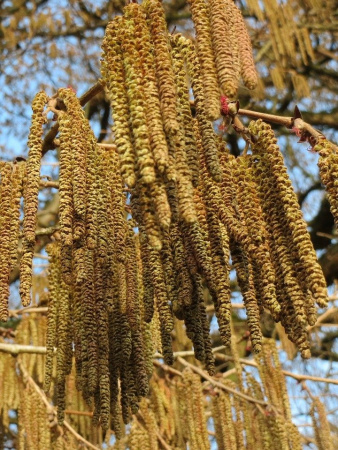 Лещина древовидная, или Орех медвежий "Северный 42" (лат. Corylus colurna), семена 20 штук