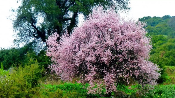 Миндаль горький (лат. Amygdalae amarus) 10 шт, семена
