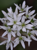 Черемша медвежий лук (лат. Allium ursinum), семена
