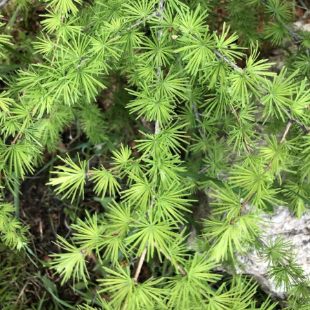 Лиственница даурская, или Лиственница Гмелина (лат. Larix dahurica), семена