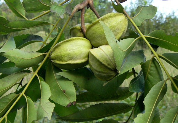 Кария иллинойская (лат. Carya illinoensis), семена