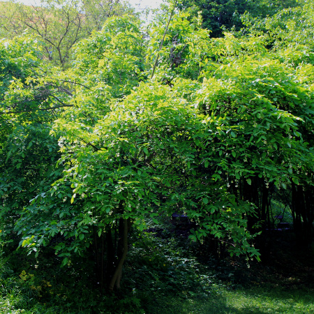 Клекачка перистая (лат. Staphylea pinnata), семена