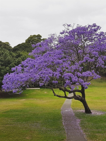 Жакаранда мимозолистная "Фиалковое дерево" (лат. Jacaranda mimosifolia), семена