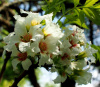 Чекалкин орех, или Ксантоцерас рябинолистный (лат. Xanthoceras sorbifolium) 10 шт, семена