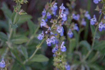 Шалфей лекарственный (лат. Salvia officinalis), 100 шт
