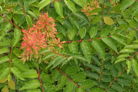 Айлант высочайший  (лат. Ailanthus altissima), семена