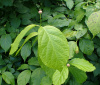 Каликант Чашецветник китайский (лат. Calycanthus chinensis), семена