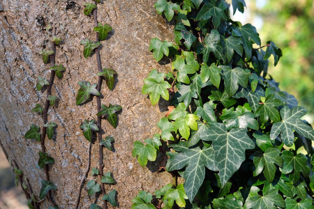 Плющ обыкновенный вар. Крымский (лат. Hedera helix var.taurika), семена