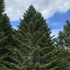 Пихта сахалинская (лат. Abies sachalinensis), семена 0,2 грамма