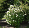 Калина Гордовина (лат. Viburnum lantana), семена
