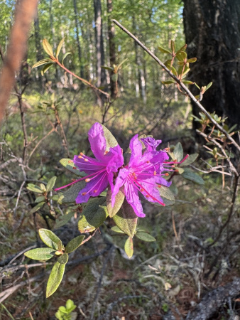 Рододендрон мелколистный (лат. Rhododendron parvifolium), семена 0,02 грамма