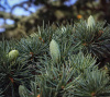 Кедр атласский (лат. Cedrus atlantica), семена
