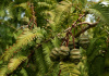 Метасеквойя рассечёношишечная Хубей (лат. Metasequoia glyptostroboides "Хубей"), семена 0,2 грамма