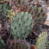 Кактус Опунция Каманчская зимующий (лат. Opuntia camanchica Engelm.), семена 0,2 грамма