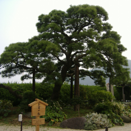 Сосна Тунберга, или японская черная сосна (лат. Pinus thunbergii), семена 