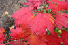 Клен ложнозибольдов (лат. Acer pseudosieboldianum), семена
