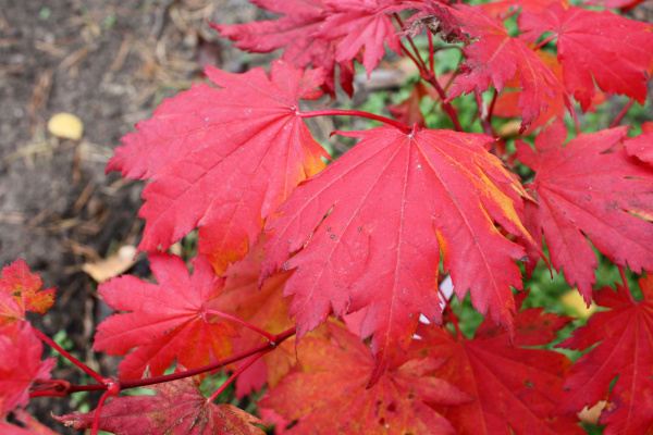 Клен ложнозибольдов (лат. Acer pseudosieboldianum), семена