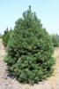 Сосна скрученная широкохвойная (Pinus contorta var. Latifolia), семена