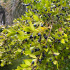 Мирт обыкновенный (лат. Myrtus communis) в ягодах, семена 
