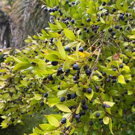 Мирт обыкновенный (лат. Myrtus communis) в ягодах, семена 