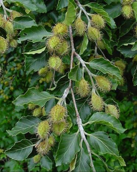 Бук европейский, или бук лесной (лат. Fagus sylvatica), семена