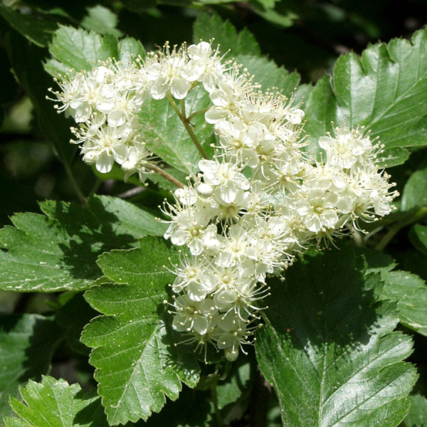 Рябина дуболистная (лат. Sorbus thuringiaca), семена