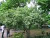 Лох зонтичный (лат. Elaeagnus umbellata), семена