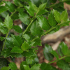 Падуб колхидский (лат. Ilex colchica), семена