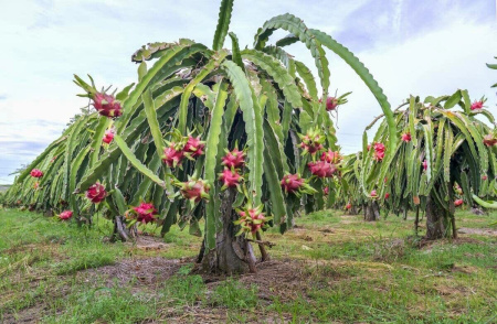 Питахайя Драконий фрукт (лат. Hylocereus undatus), саженцы, 3 шт
