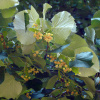 Липа войлочная (лат. Tilia tomentosa), семена