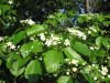 Рябина ольхолистная (лат. Sorbus alnifolia), семена