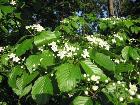 Рябина ольхолистная (лат. Sorbus alnifolia), семена