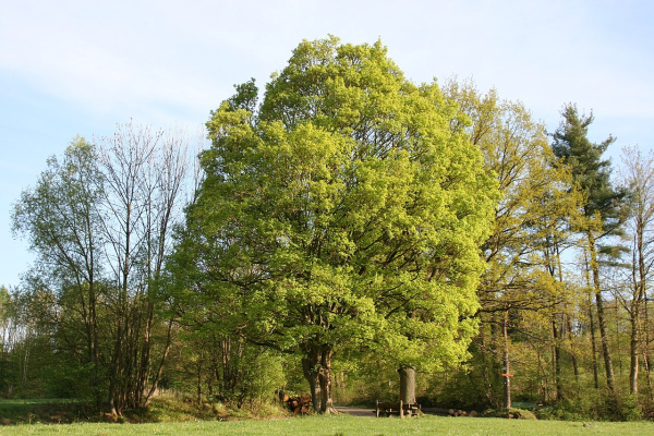 Клен полевой (лат. Acer campestre), семена