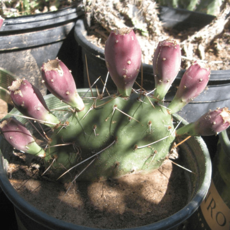 Кактус Опунция крупнокорнивищная(лат. Opuntia macrorhiza), семена 0,2 грамма