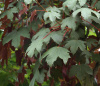 Клен ложноплатановый Атропурпуреум (лат. Acer pseudoplatanus "Atropurpureum"), семена