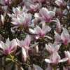Магнолия Суланджа (лат. Magnolia × soulangeana), семена