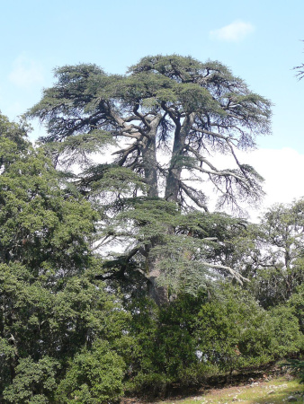 Кедр атласский (лат. Cedrus atlantica), семена